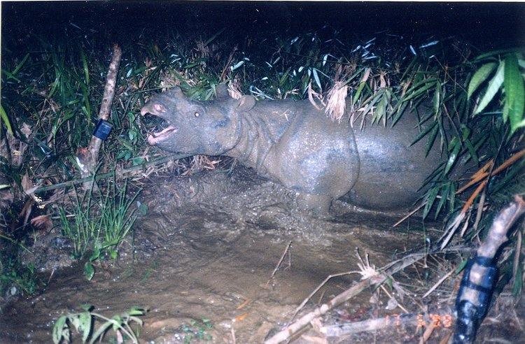 This file photo was captured by a camera trap and shows the rhinoceros when it was alive in Cat Tien National Park.